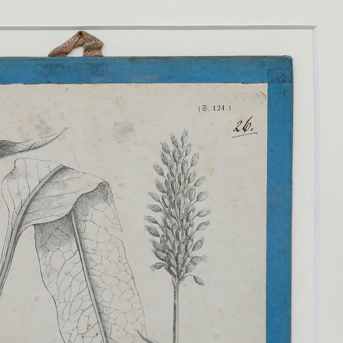 Native Flora Of Europe Framed 19th Century Lithograph, Polygonum Bistorta photo Art