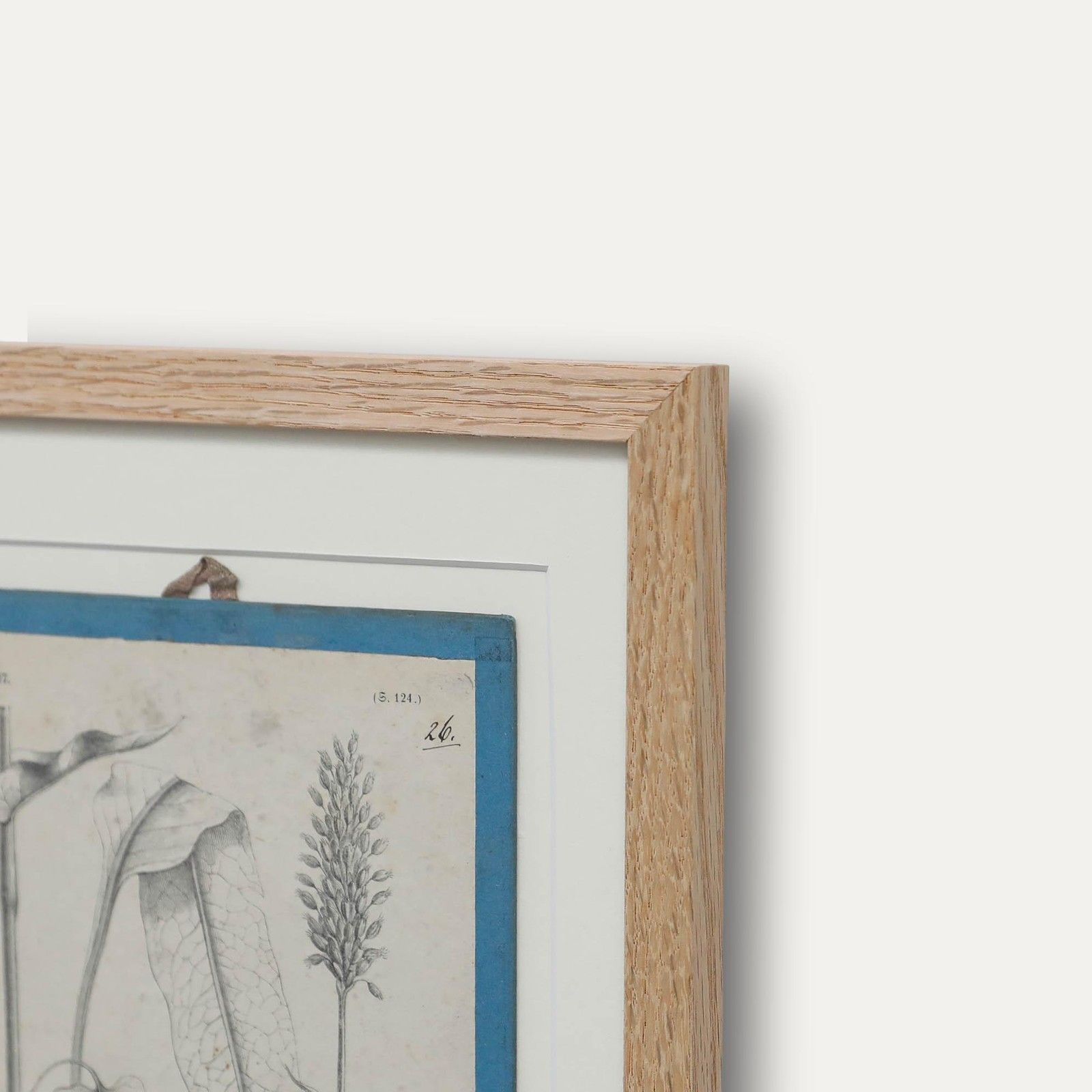 Native Flora Of Europe Framed 19th Century Lithograph, Polygonum Bistorta photo vinterior
