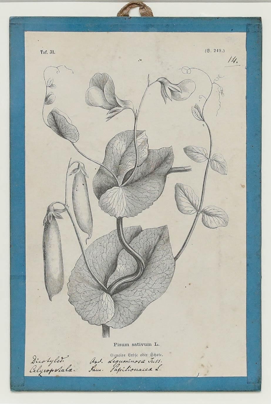Native Flora Of Europe Framed 19th Century Lithograph, Pisum Sativum photo furniture