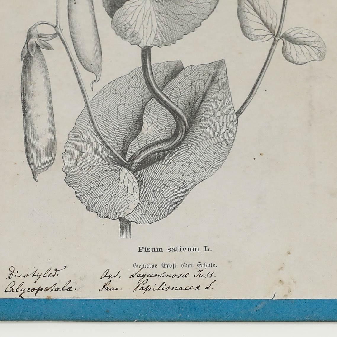 Native Flora Of Europe Framed 19th Century Lithograph, Pisum Sativum photo 100.0