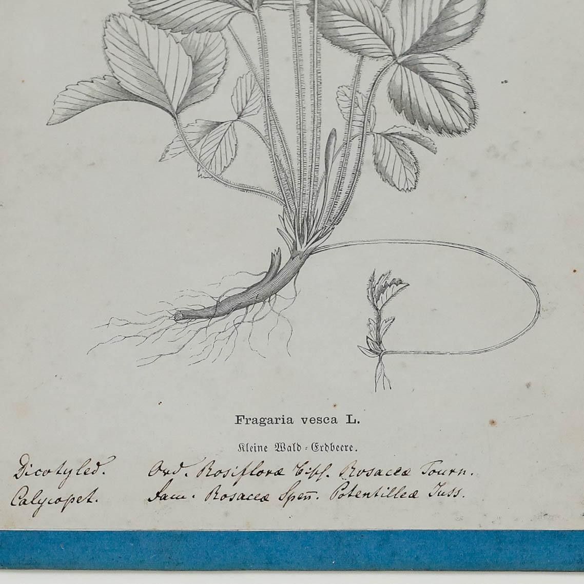 Native Flora Of Europe Framed 19th Century Lithograph, Fragaria Vesca photo 100.0