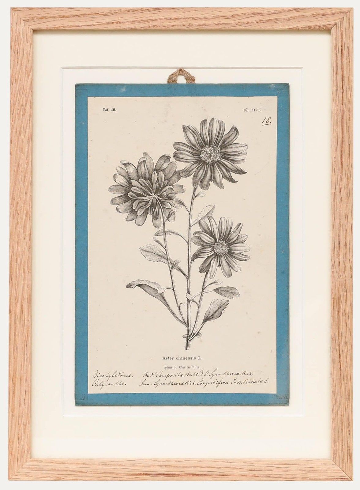 Native Flora Of Europe Framed 19th Century Lithograph, Aster Chinensis
