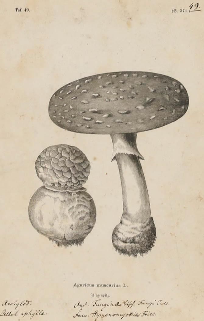 Native Flora Of Europe Framed 19th Century Lithograph, Agaricus Muscarius photo furniture