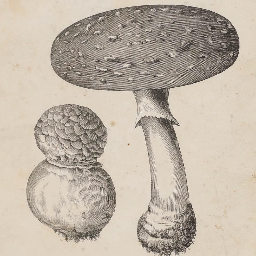 Native Flora Of Europe Framed 19th Century Lithograph, Agaricus Muscarius photo Art