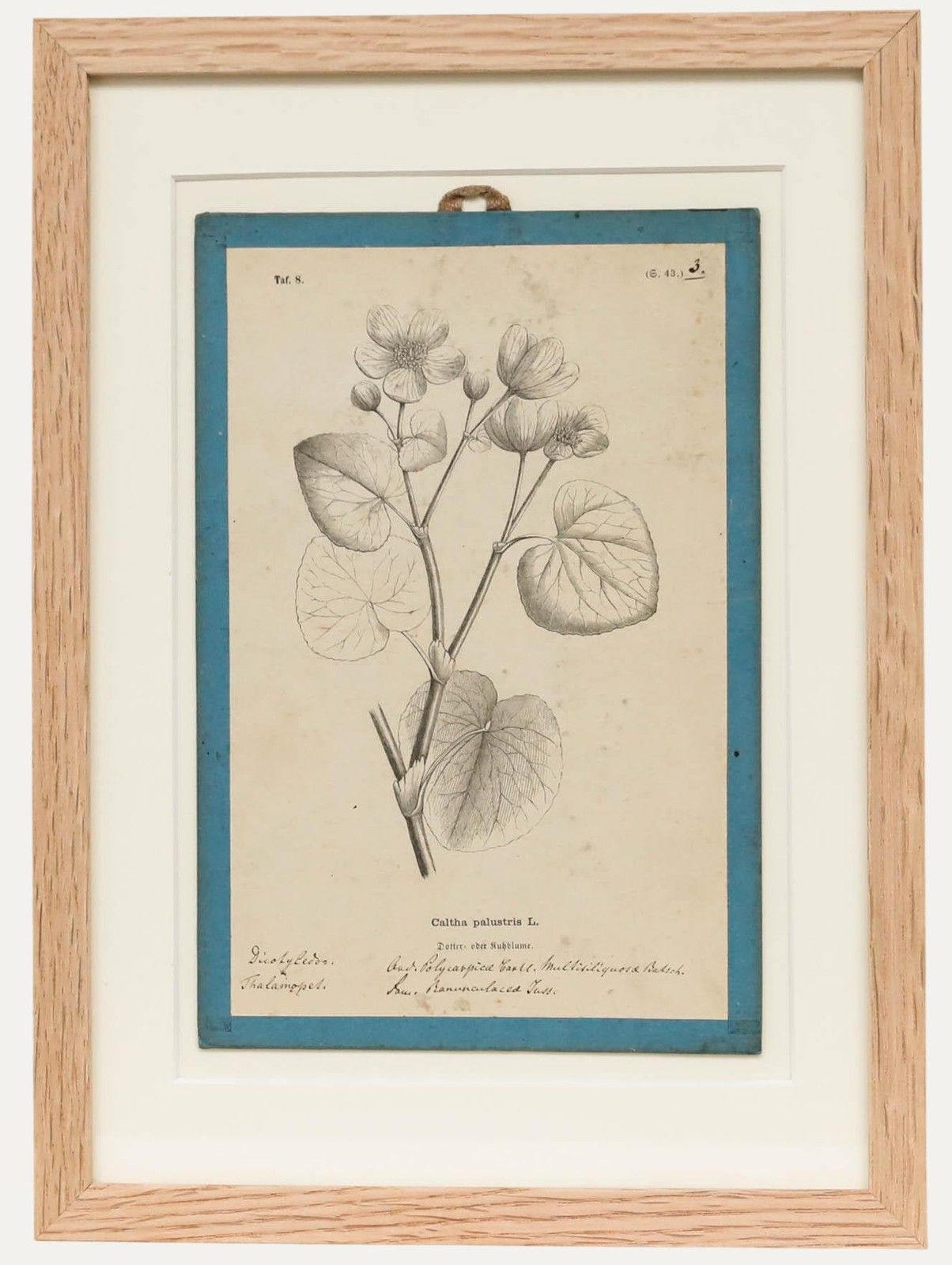 Native Flora Of Europe Framed 19th Century Lithograph, Caltha Palustris