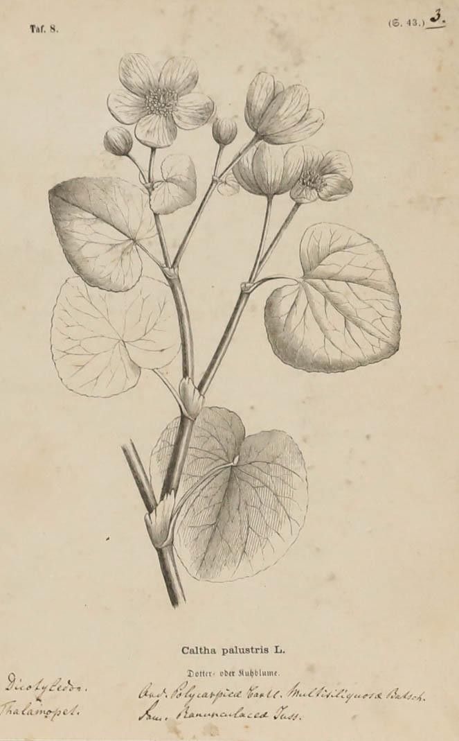 Native Flora Of Europe Framed 19th Century Lithograph, Caltha Palustris photo furniture
