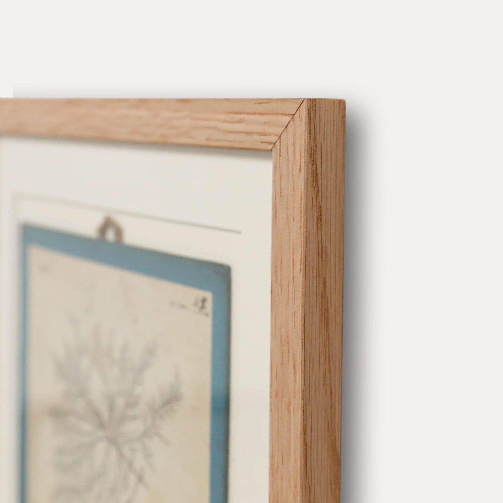 Native Flora Of Europe Framed 19th Century Lithograph, Batrachospermum photo 100.0