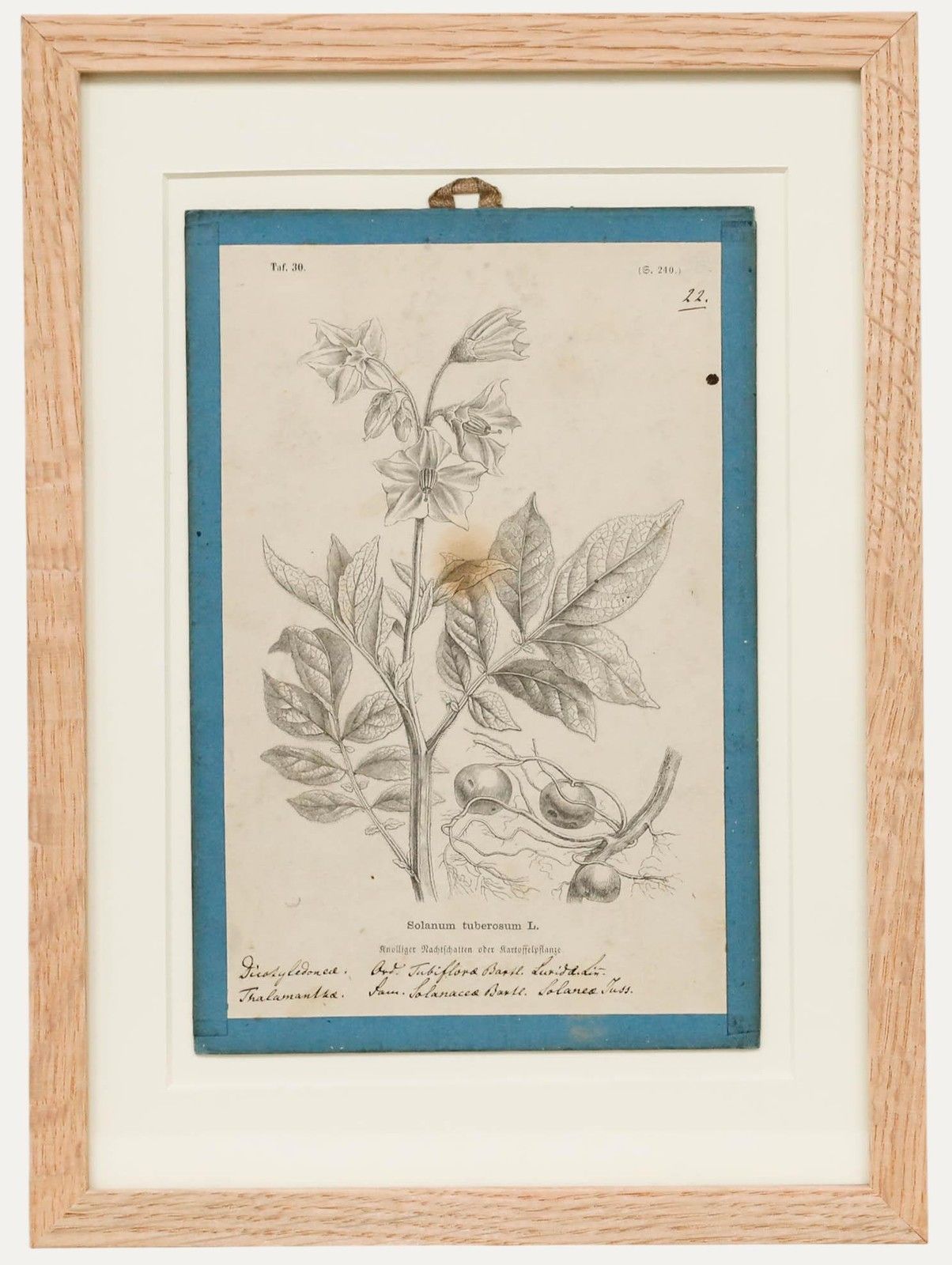 Native Flora Of Europe Framed 19th Century Lithograph, Solanum Tuberosum