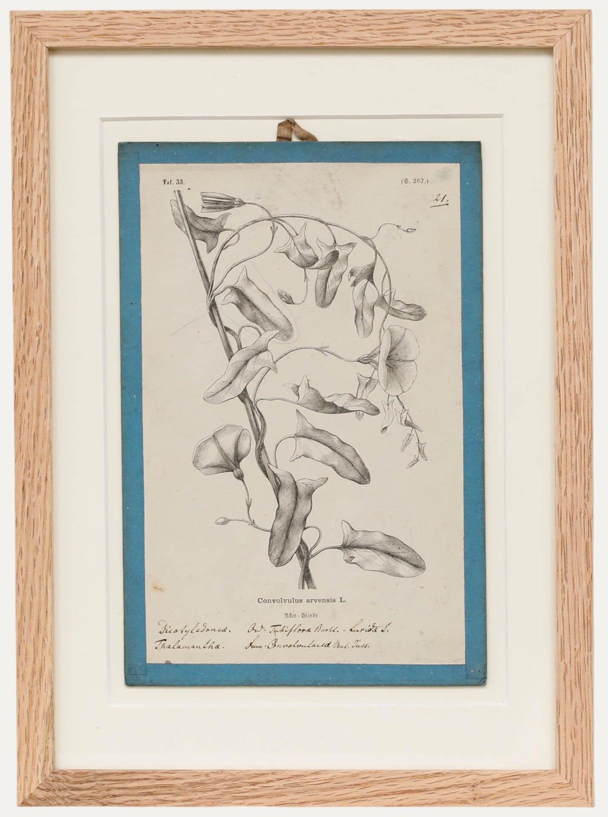 Native Flora Of Europe Framed 19th Century Lithograph, Convolvulus Arvensis