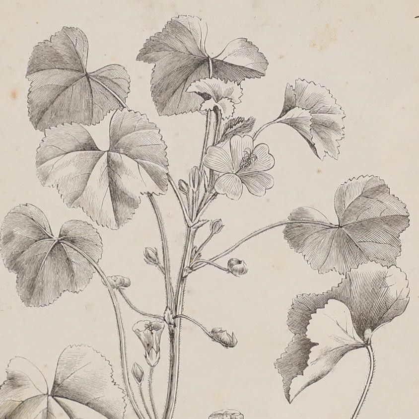 Native Flora Of Europe Framed 19th Century Lithograph, Malva Rotundifolia photo Art