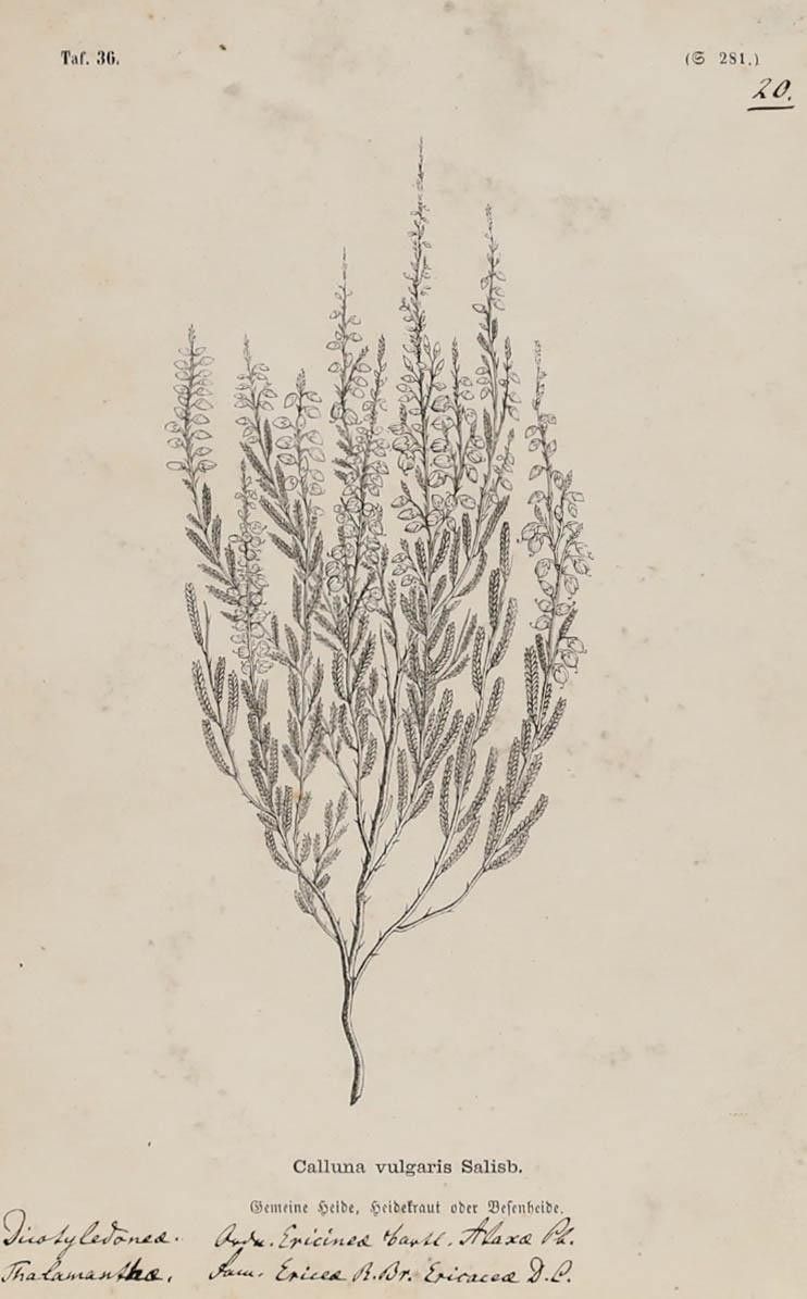 Native Flora Of Europe Framed 19th Century Lithograph, Calluna Vulgaris photo furniture