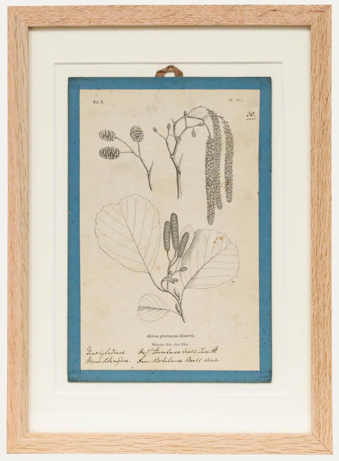 Native Flora Of Europe Framed 19th Century Lithograph, Alnus Glutinosa