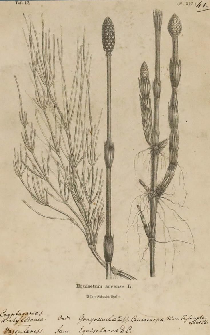 Native Flora Of Europe Framed 19th Century Lithograph, Equisetum Arvense photo furniture