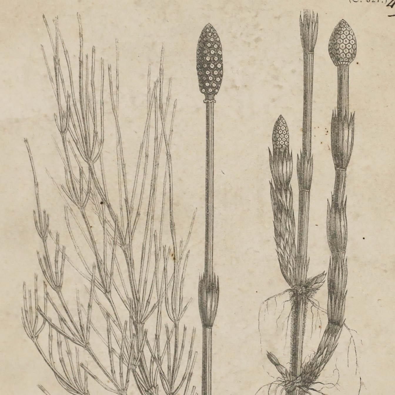 Native Flora Of Europe Framed 19th Century Lithograph, Equisetum Arvense photo Art