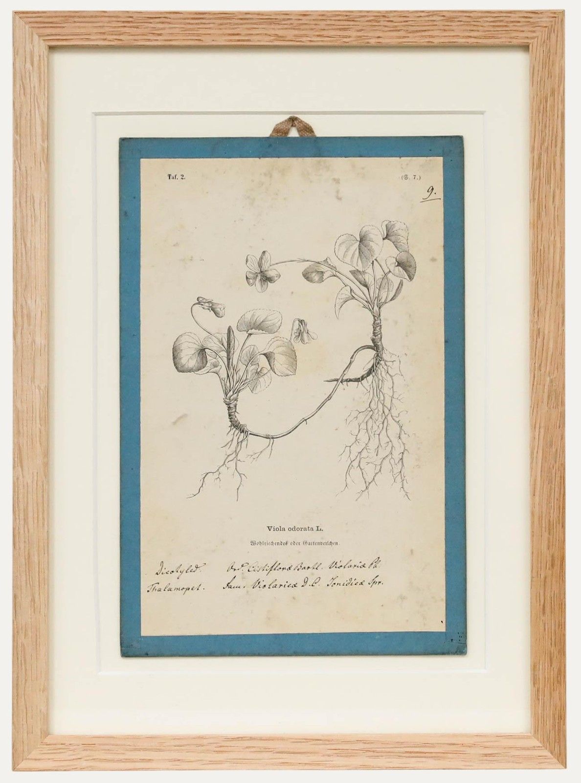 Native Flora Of Europe Framed 19th Century Lithograph, Viola Odorata