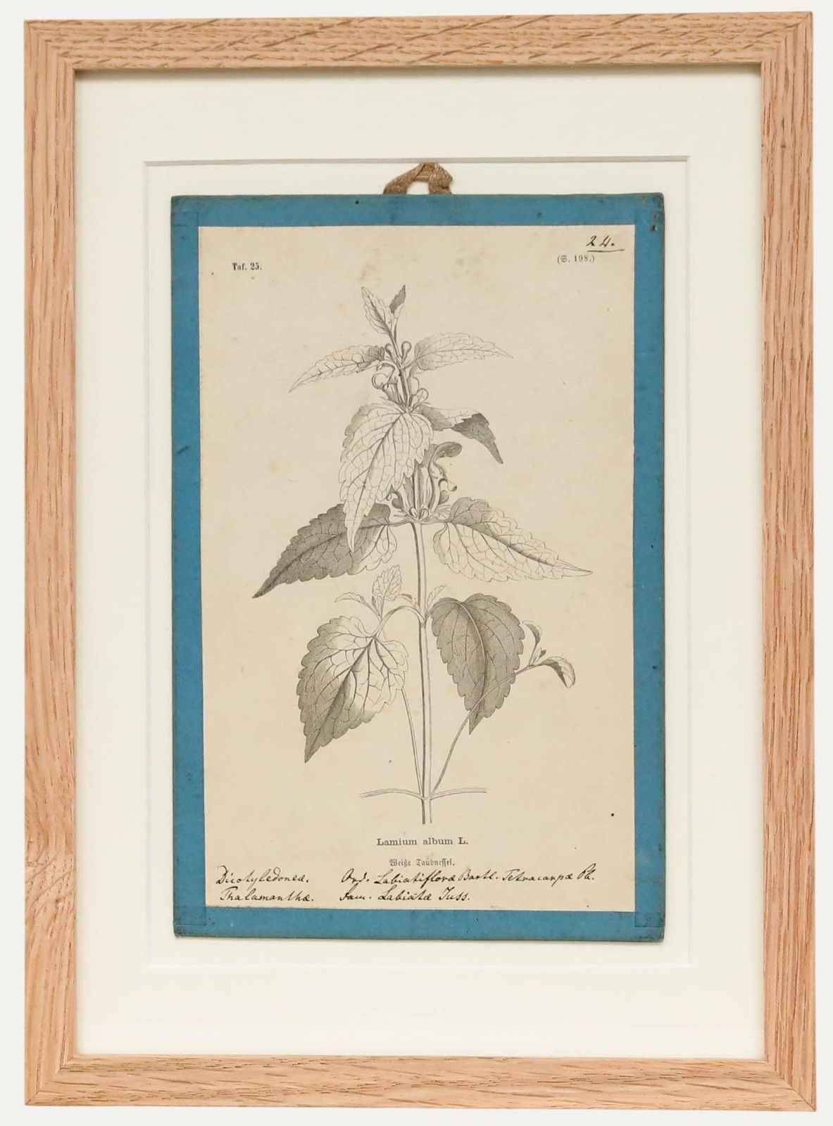 Native Flora Of Europe Framed 19th Century Lithograph, Lamium Album