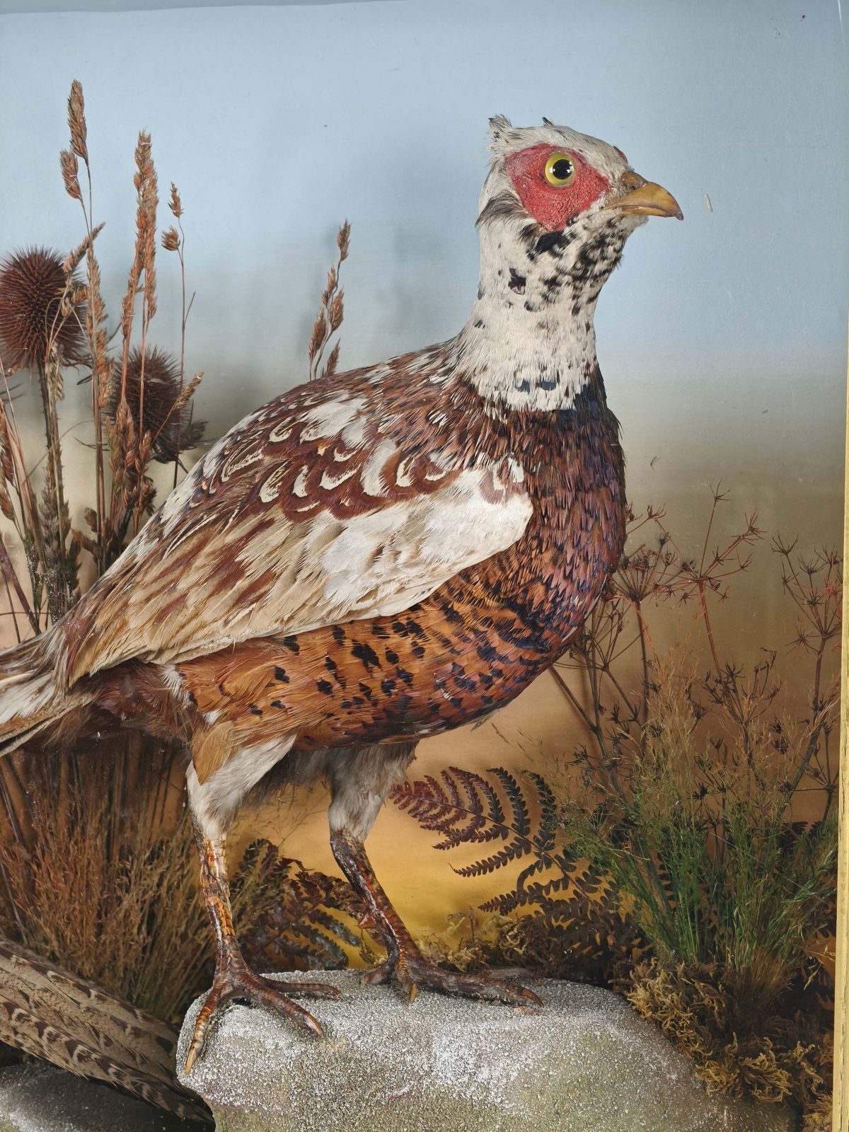 Fine 19th Century Cased Taxidermy By James Hutchings – Two Pheasants With Decorative Background photo vinterior