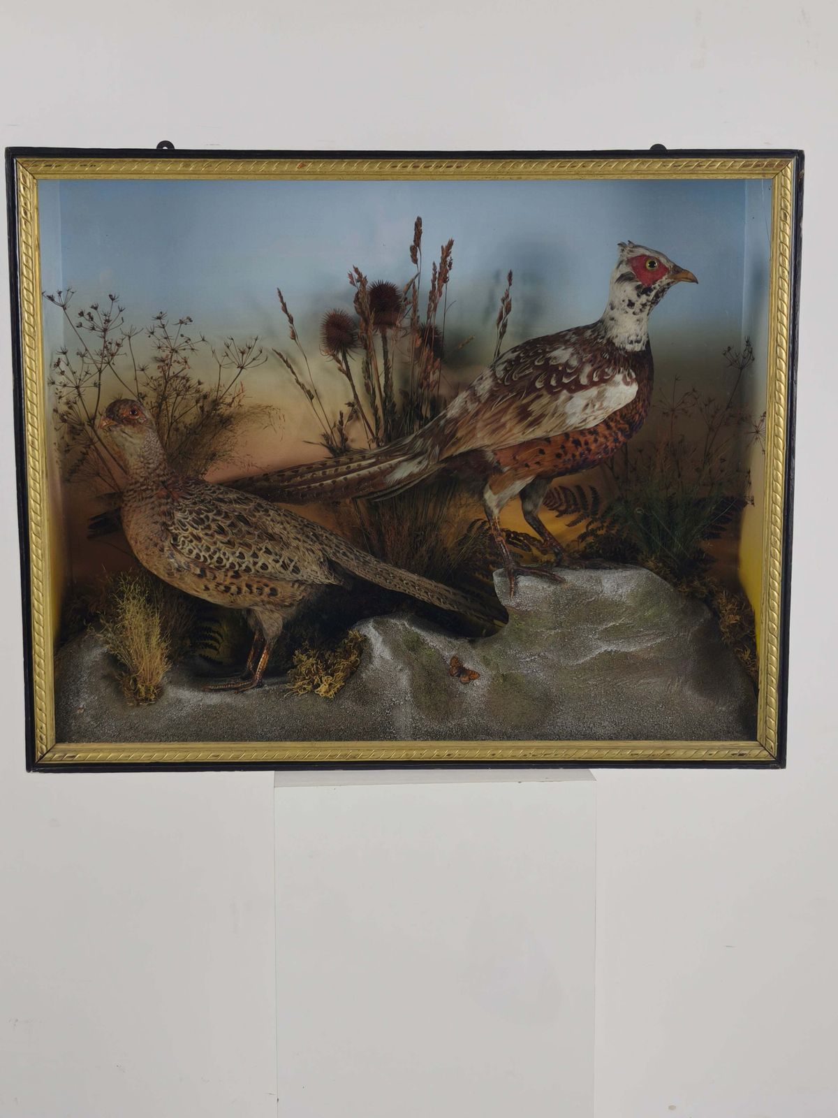 Home Decor Fine 19th Century Cased Taxidermy By James Hutchings – Two Pheasants With Decorative Background photo