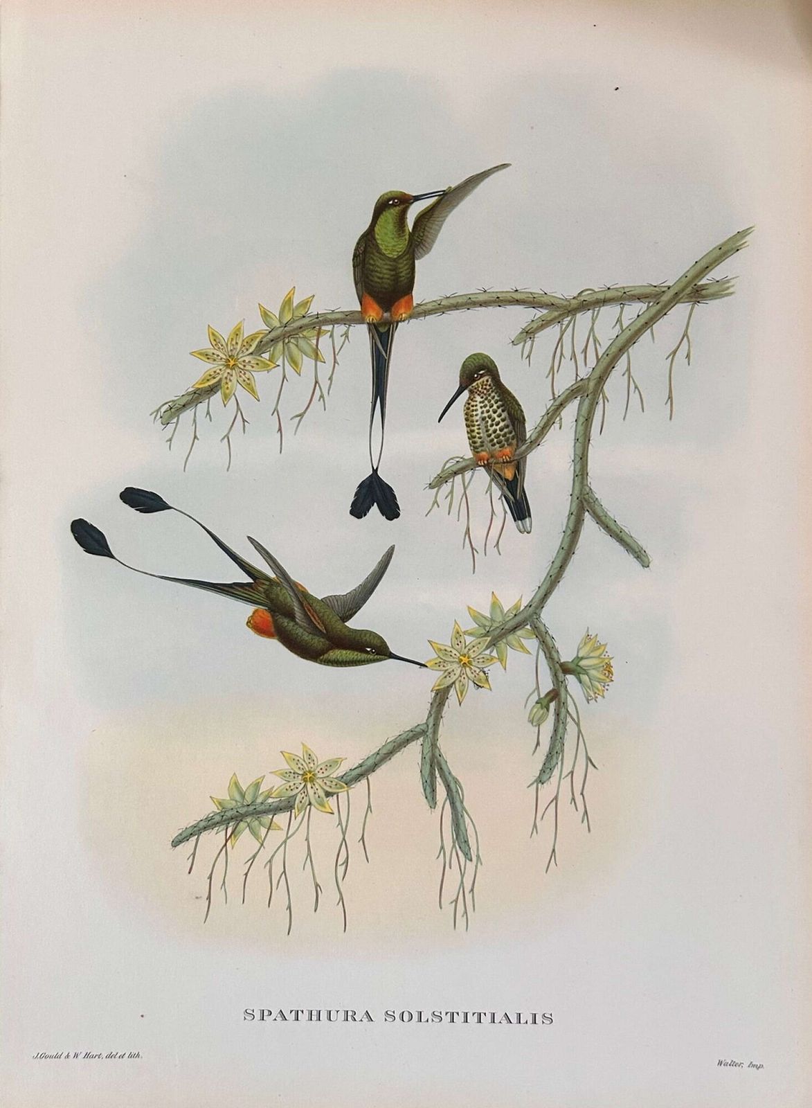 A Fabulous Set Of Six Unframed Gould Tropical Bird Prints (C) photo Art