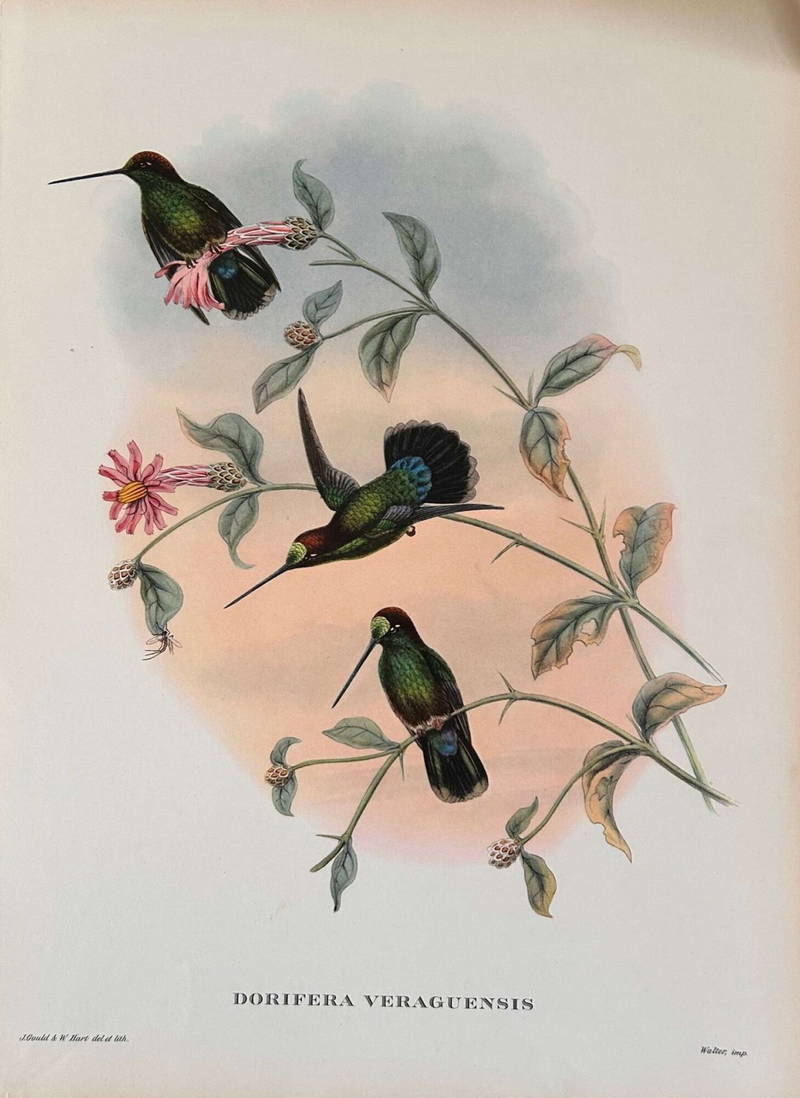 A Fabulous Set Of Six Unframed Gould Tropical Bird Prints (C) photo 225.0
