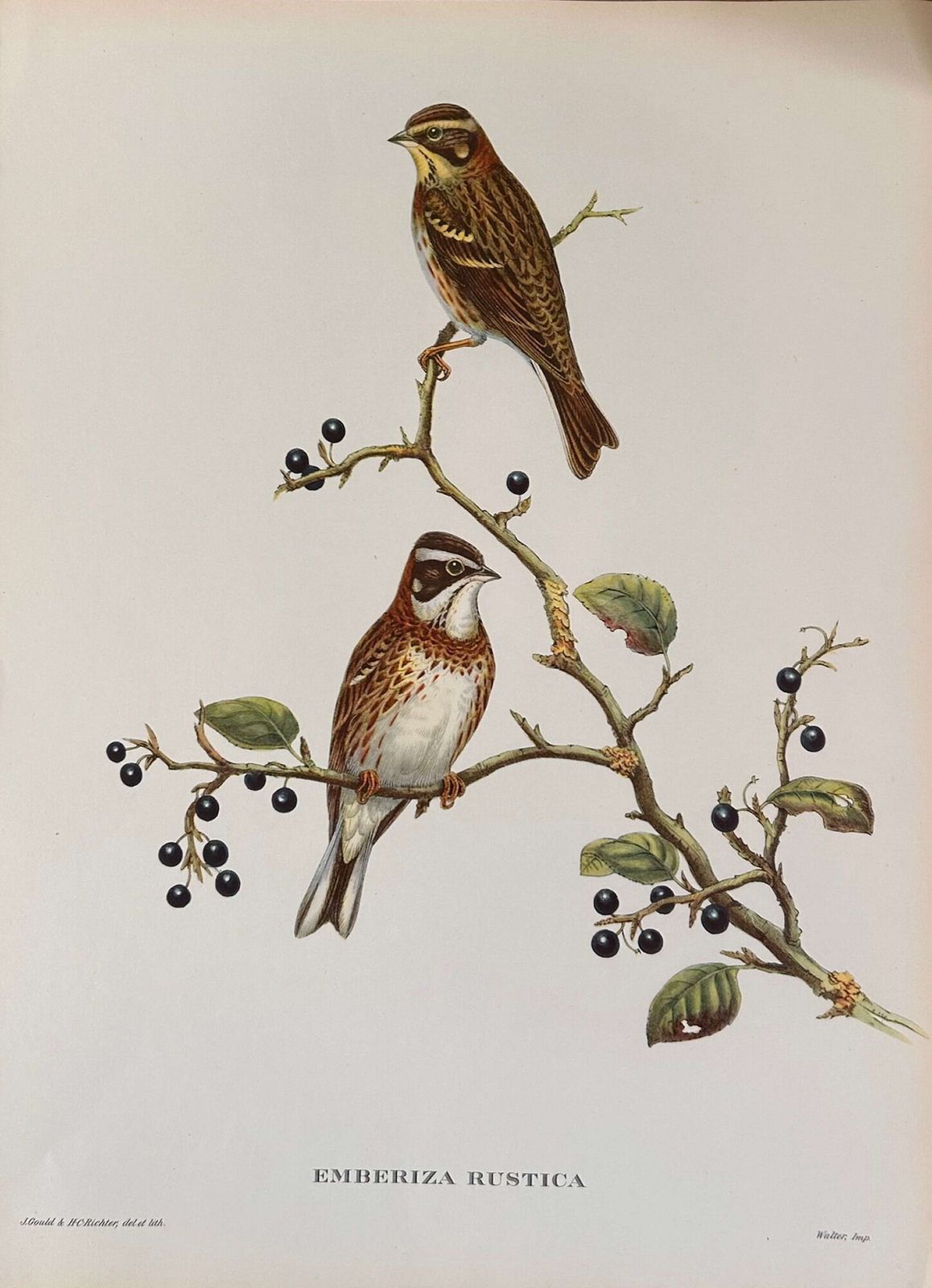 A Fabulous Set Of Six Unframed Gould Tropical Bird Prints (C) photo buy