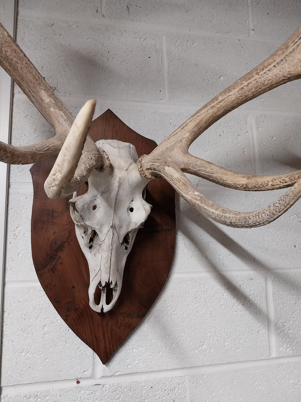 Huge Mounted Antique Red Deer Skull And Antlers photo furniture