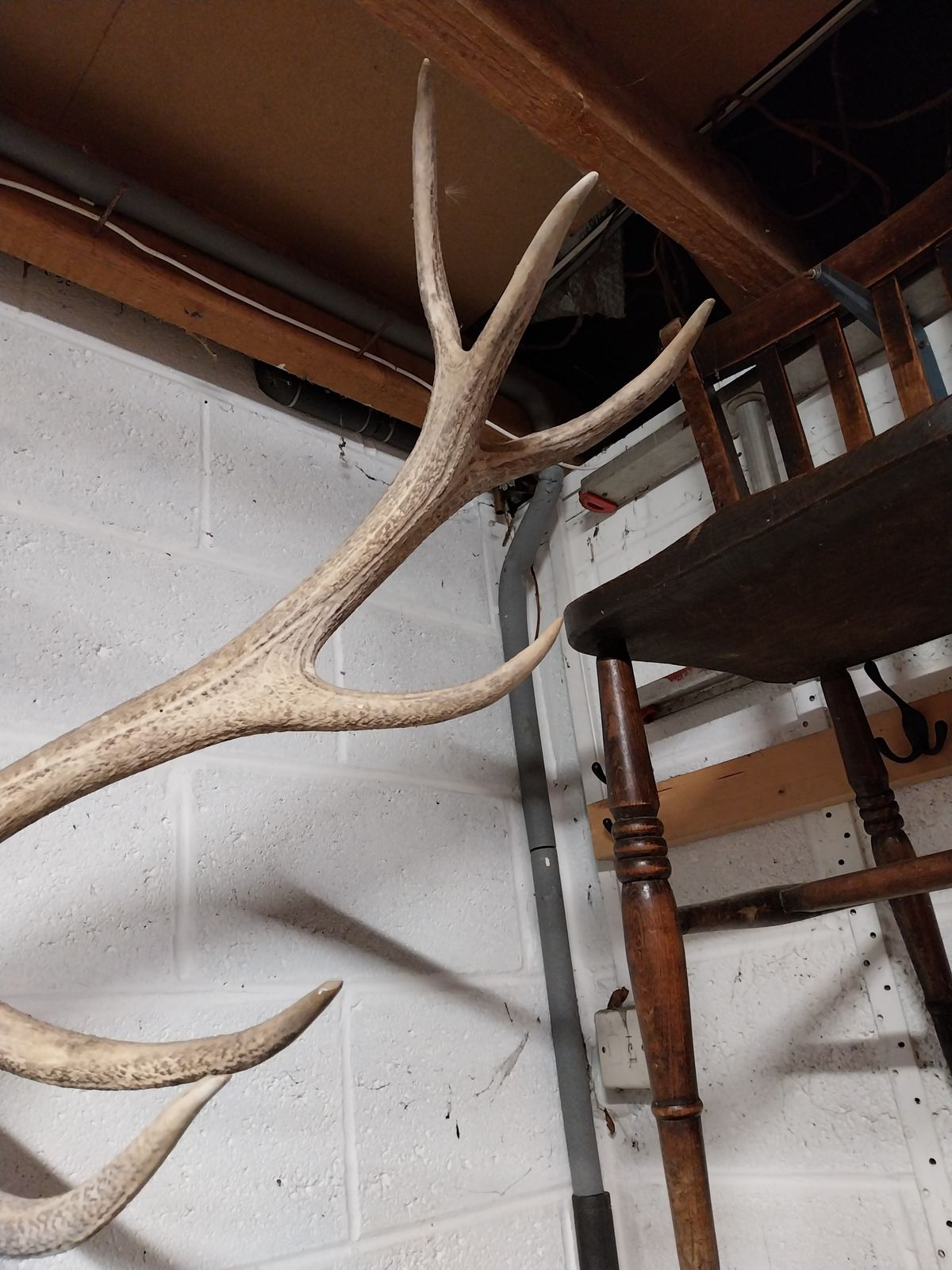 Huge Mounted Antique Red Deer Skull And Antlers photo Home Decor