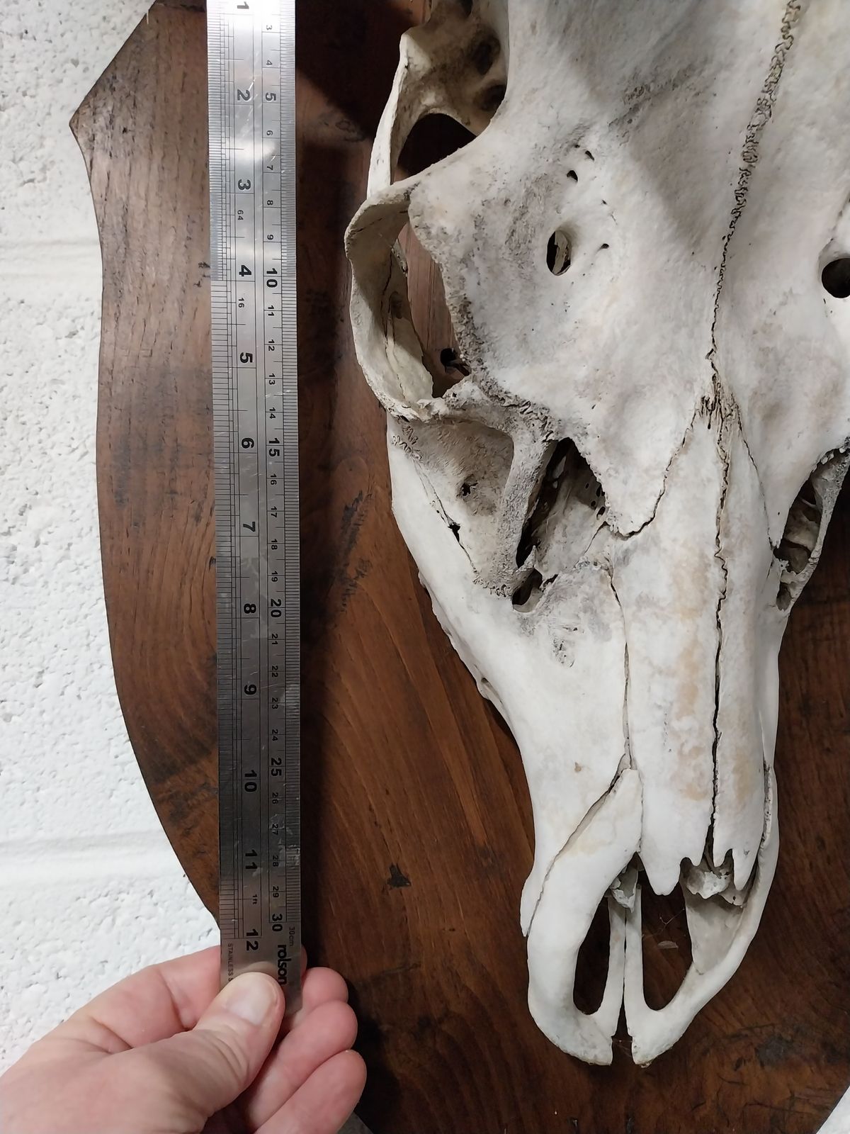 photo for sale Huge Mounted Antique Red Deer Skull And Antlers