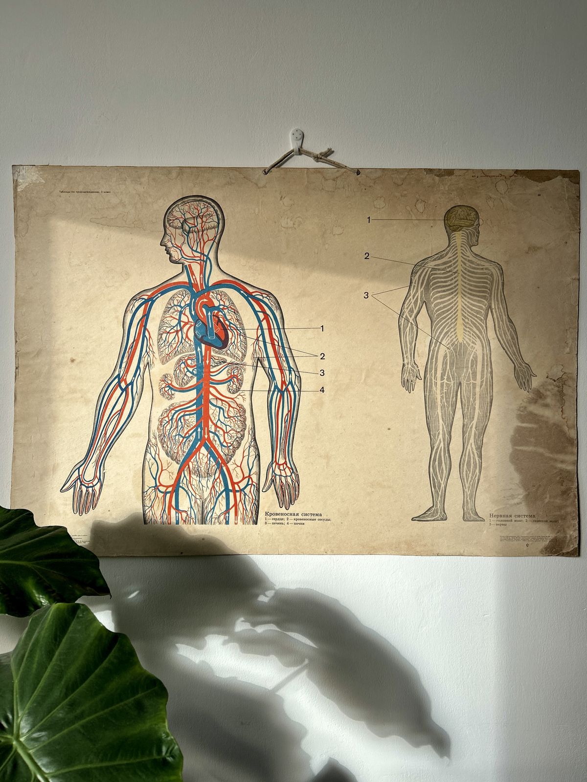 1982 Original Soviet Vintage School Chart On Human Anatomy (Nerves & Blood) + Arctic Wildlife Scene Double Sided Biology & Nature Ussr Poster