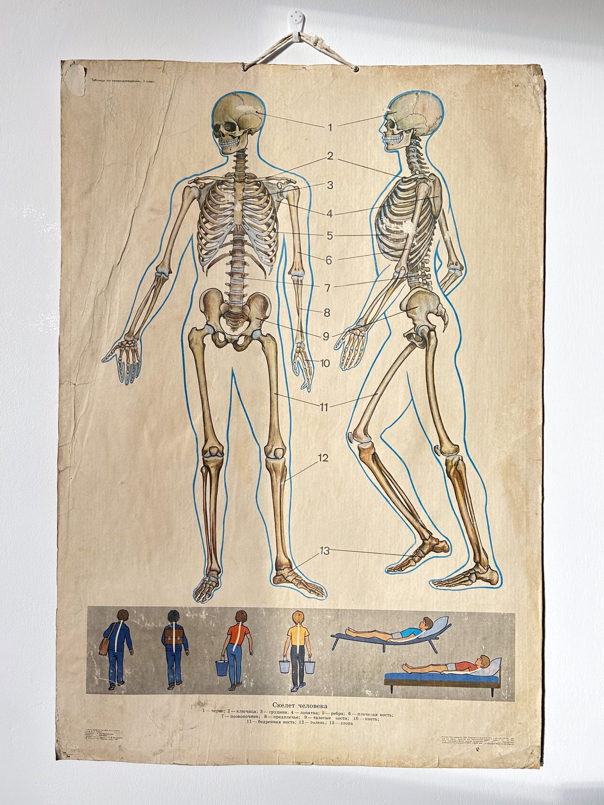 1982 Original Double Sided Soviet School Chart On Human Anatomy: Skeleton & Muscles, Vintage Ussr Educational Poster photo furniture