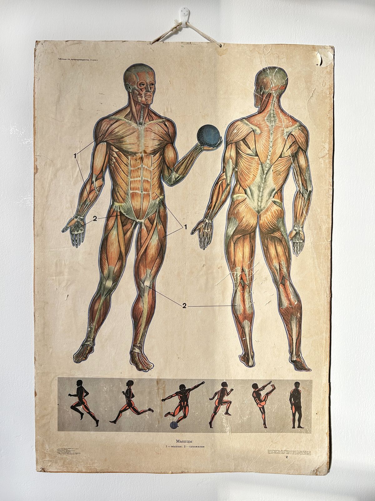 1982 Original Double Sided Soviet School Chart On Human Anatomy: Skeleton & Muscles, Vintage Ussr Educational Poster photo for sale