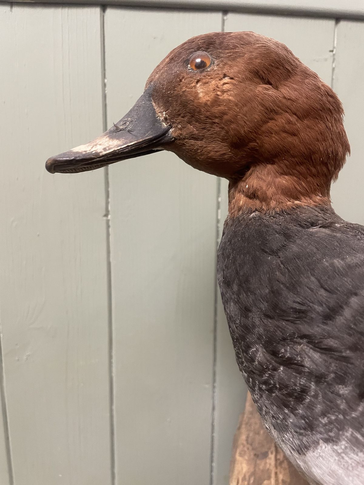 Taxidermy Of British Duck On Natural Wood Wall Mount, 1920s photo furniture