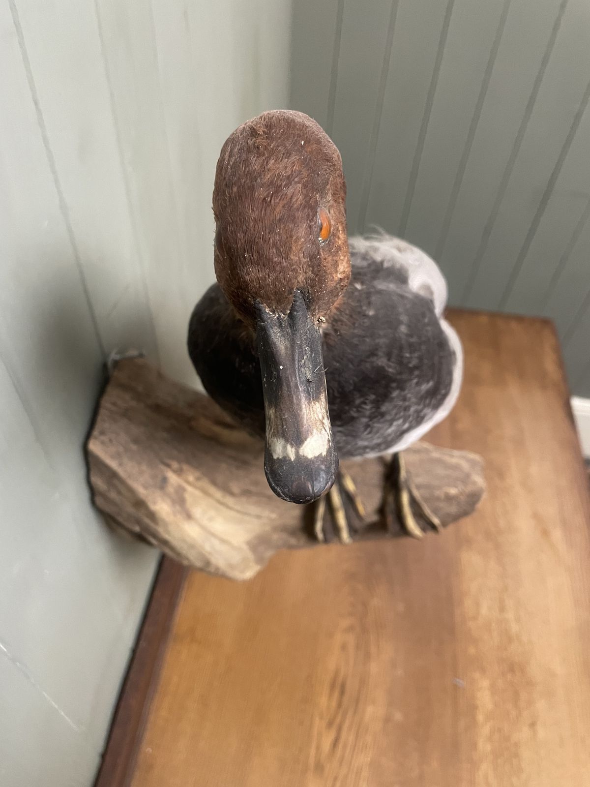 Taxidermy Of British Duck On Natural Wood Wall Mount, 1920s photo Home Decor