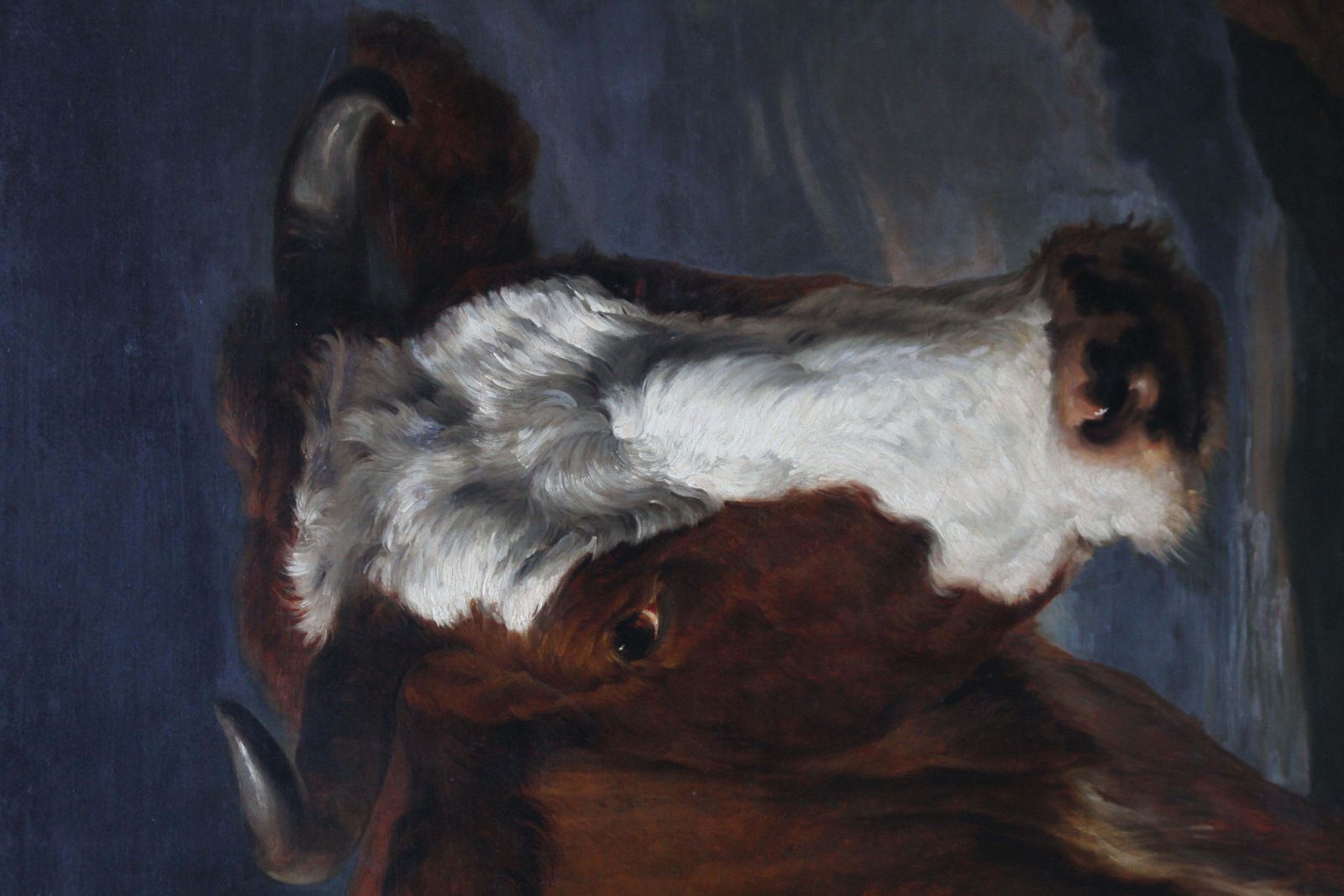 Portrait Of A Bull   Dutch Old Master Art Animal Portrait Oil Paintingcirca 1650 photo vinterior