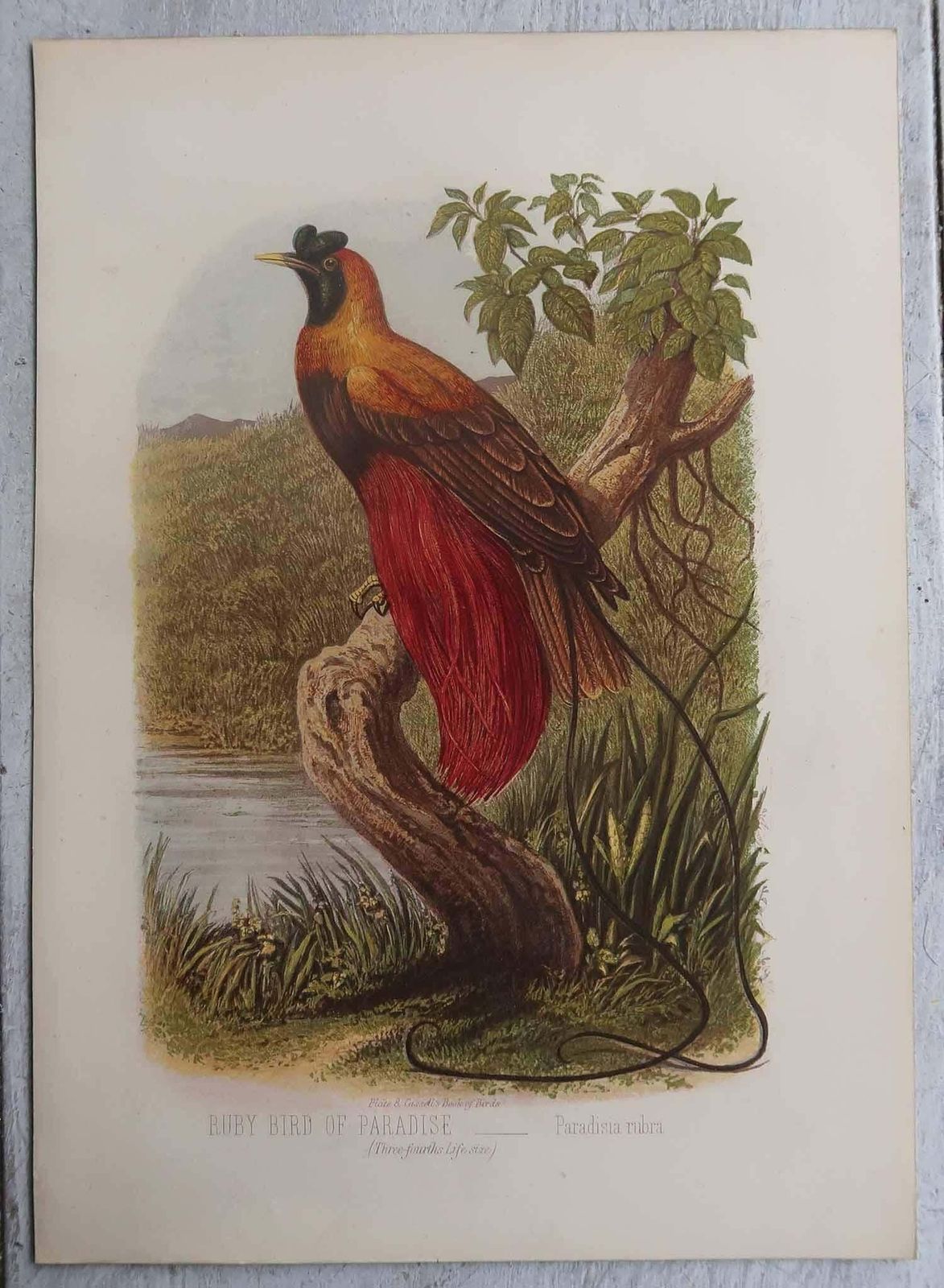Set Of 12 Original Antique Prints Of Exotic Birds, C.1880. photo furniture