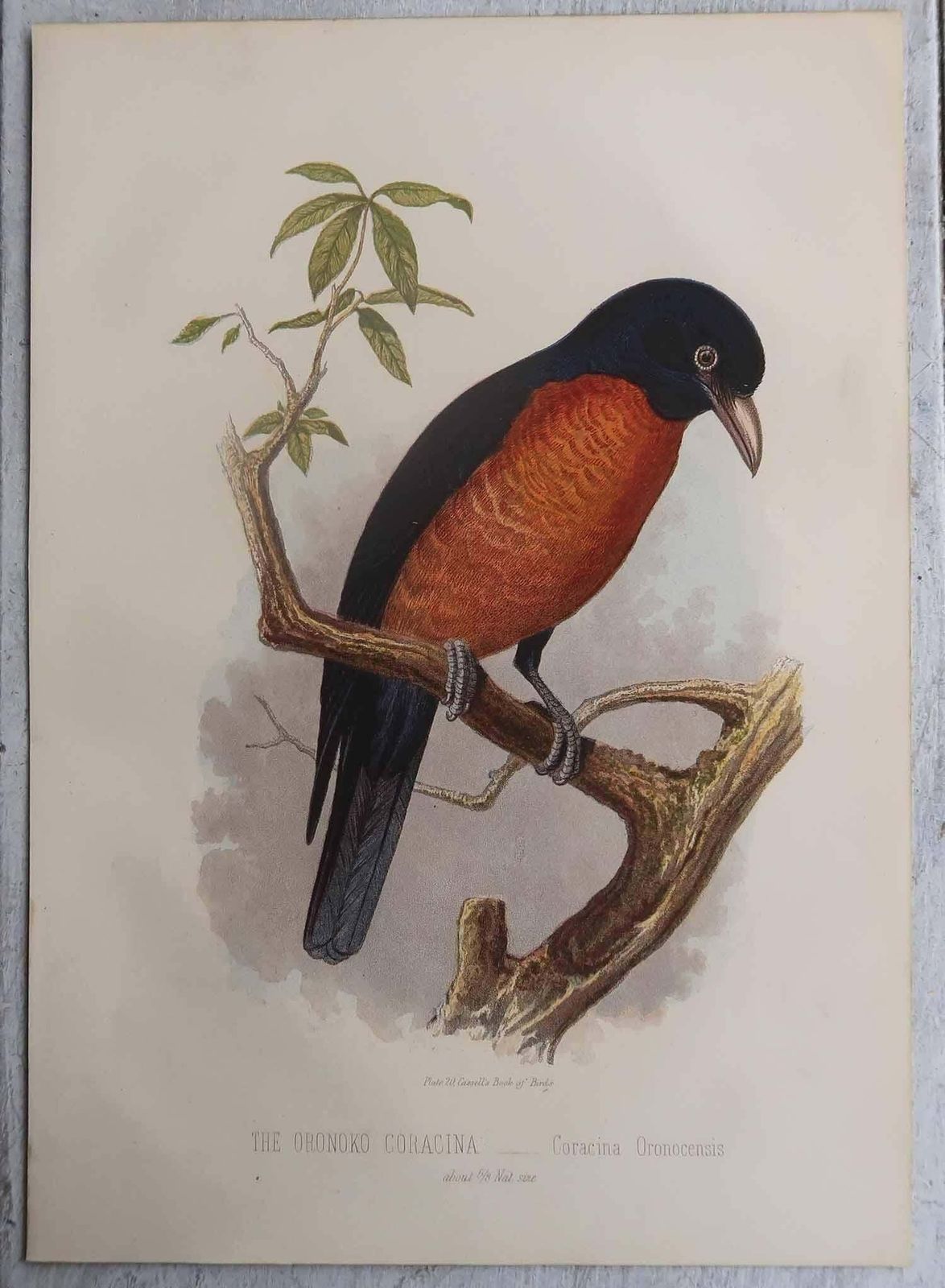 Set Of 12 Original Antique Prints Of Exotic Birds, C.1880. photo for sale