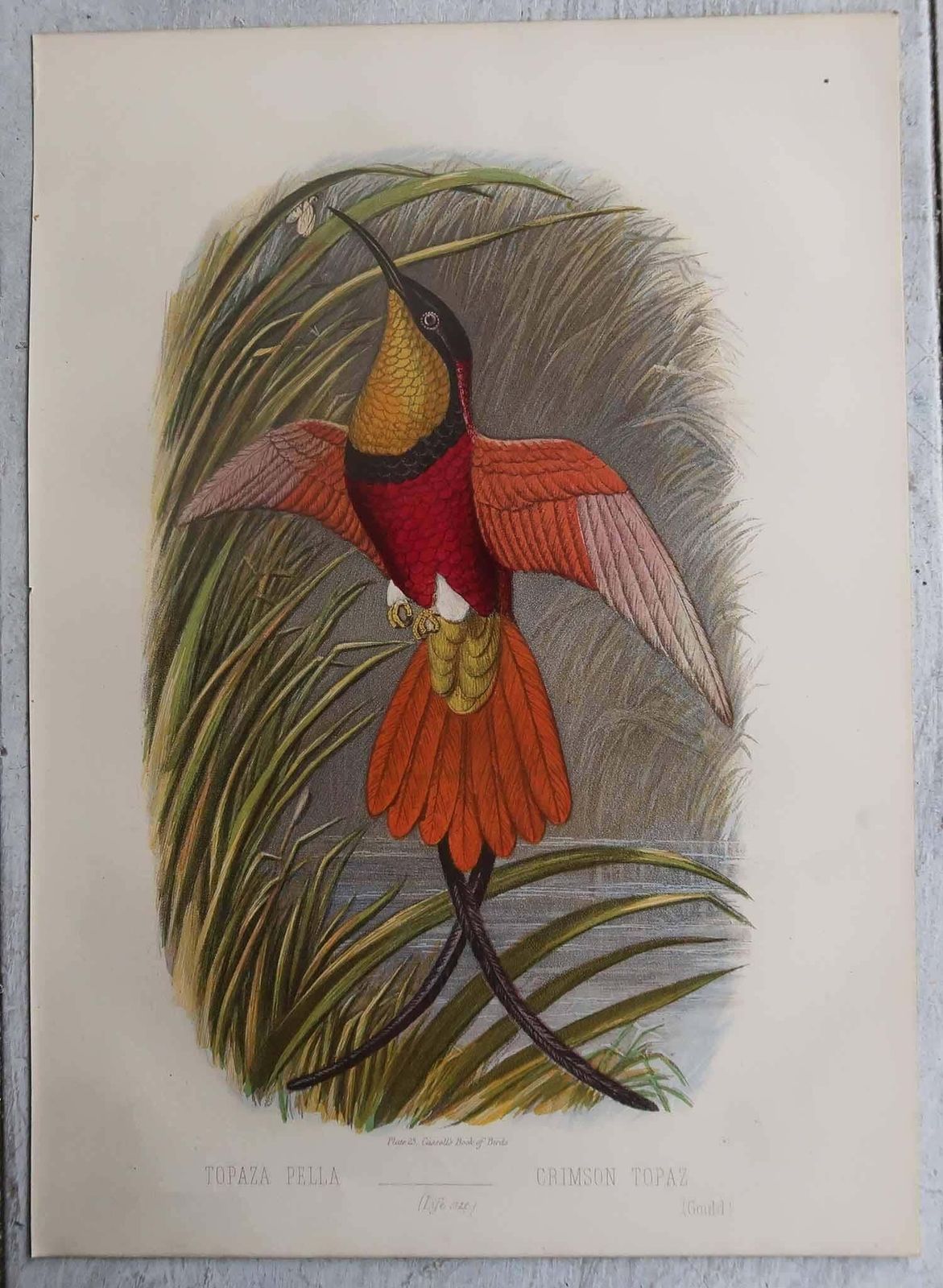 Set Of 12 Original Antique Prints Of Exotic Birds, C.1880. photo Art