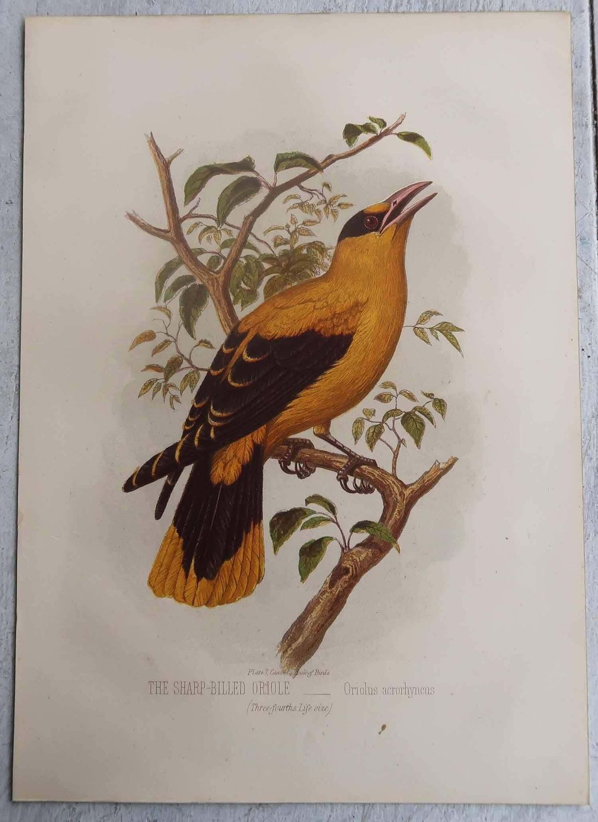 Set Of 12 Original Antique Prints Of Exotic Birds, C.1880. photo vinterior
