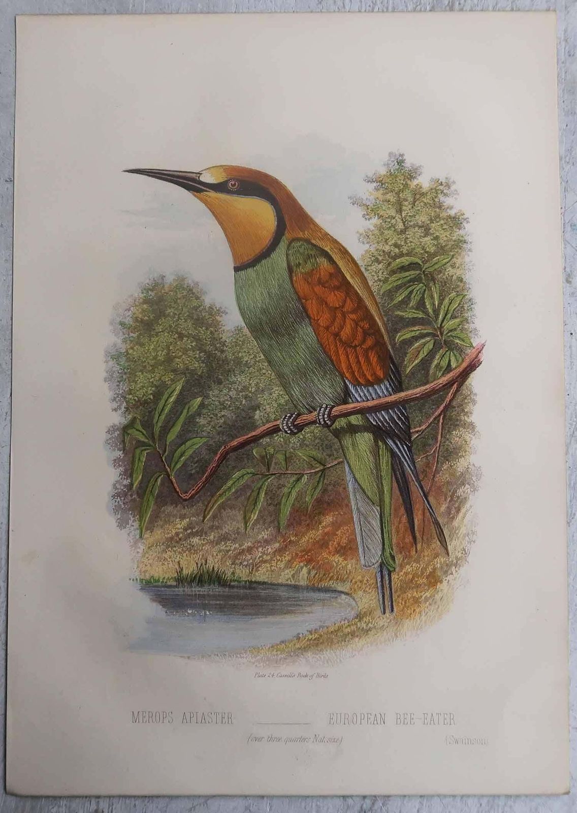 Set Of 12 Original Antique Prints Of Exotic Birds, C.1880. photo buy