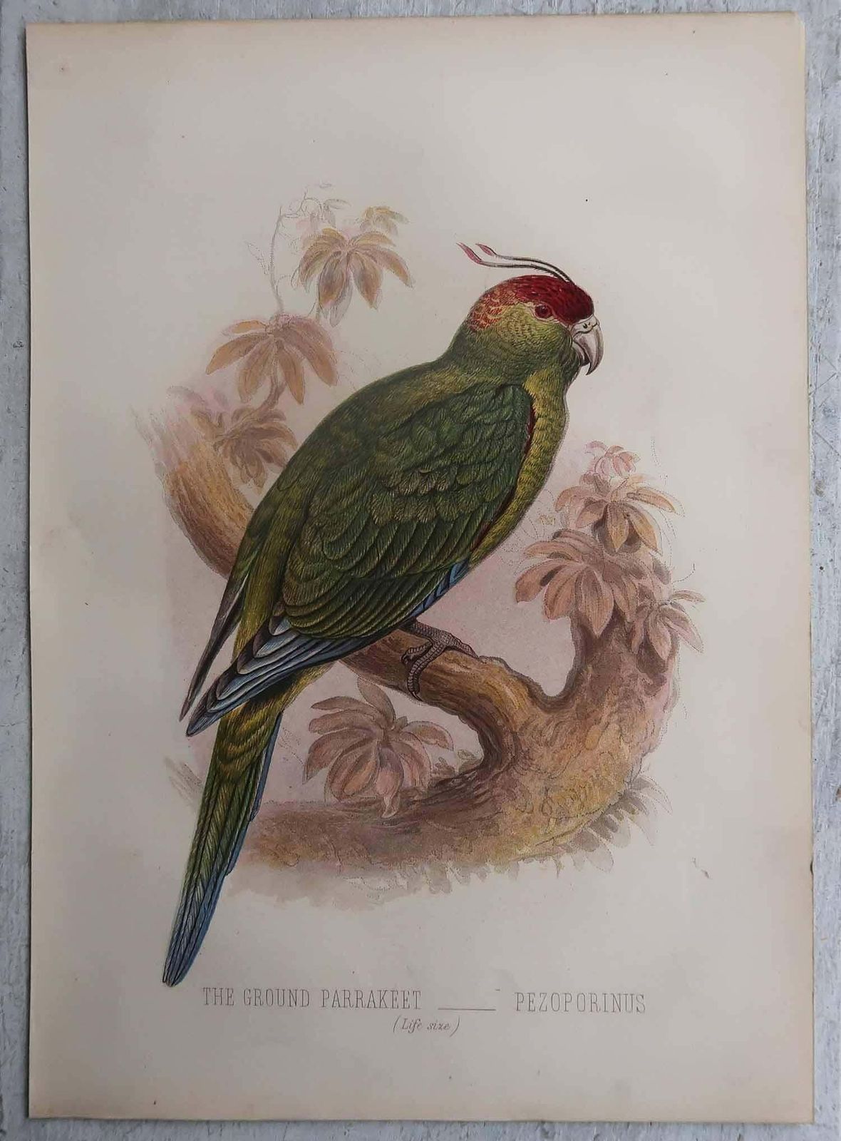 Set Of 12 Original Antique Prints Of Exotic Birds, C.1880. photo vintage