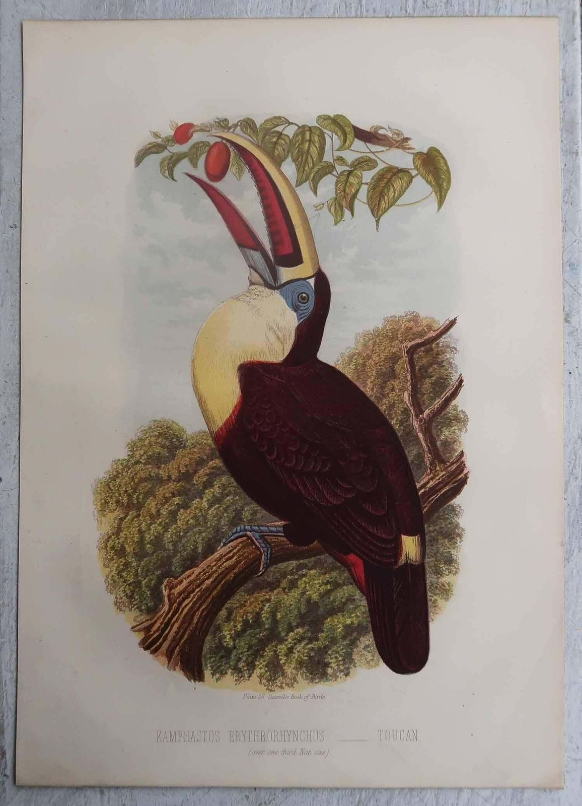 photo furniture Set Of 12 Original Antique Prints Of Exotic Birds, C.1880.