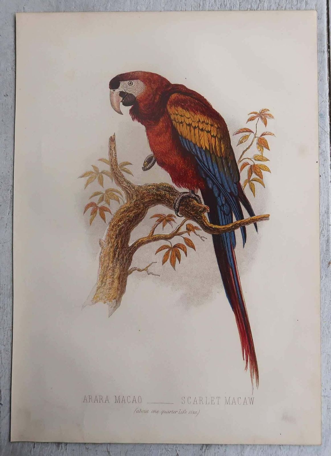 photo vinterior Set Of 12 Original Antique Prints Of Exotic Birds, C.1880.
