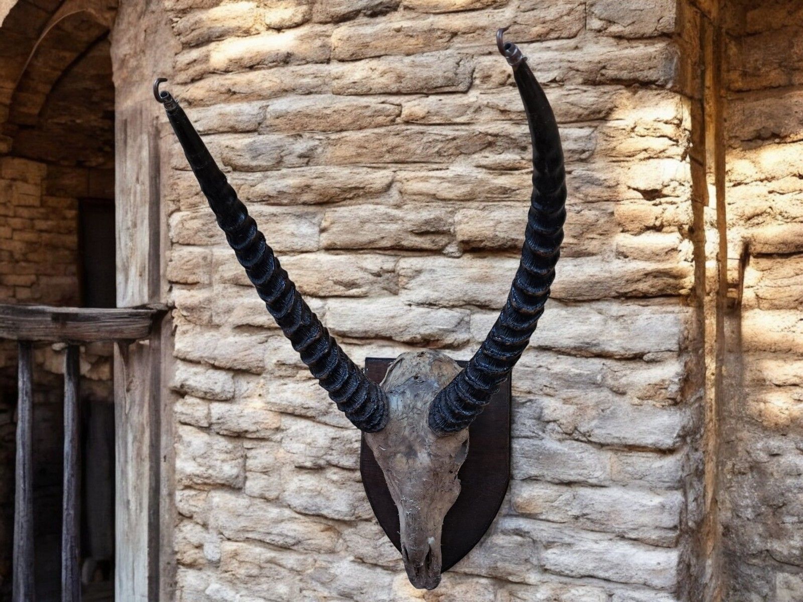 Antique Pair African Waterbuck Horns Antelope Taxidermy Mounted Oak Shield Large photo for sale