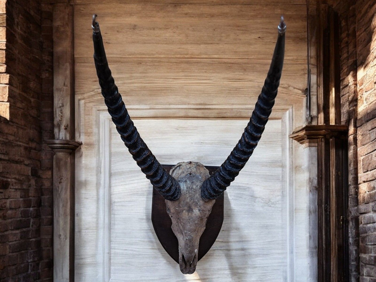 Antique Pair African Waterbuck Horns Antelope Taxidermy Mounted Oak Shield Large photo 295.0
