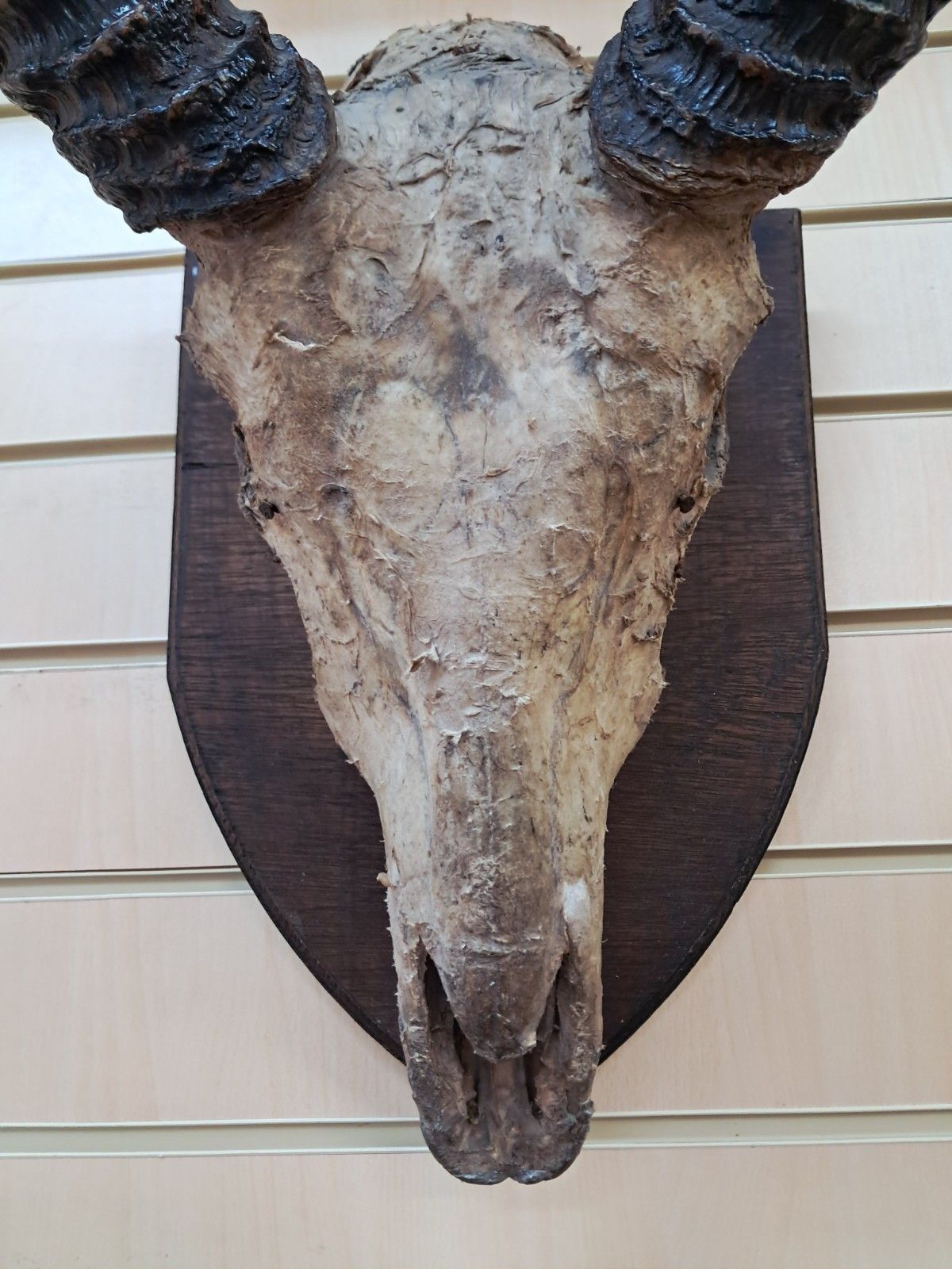 photo furniture Antique Pair African Waterbuck Horns Antelope Taxidermy Mounted Oak Shield Large