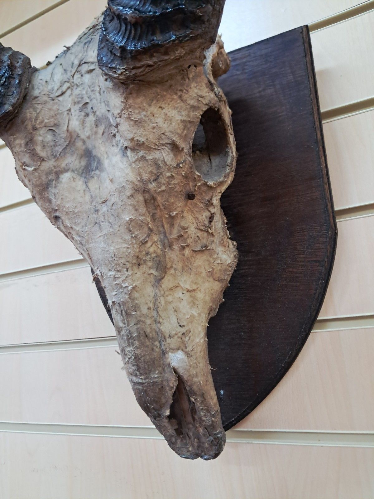 photo for sale Antique Pair African Waterbuck Horns Antelope Taxidermy Mounted Oak Shield Large