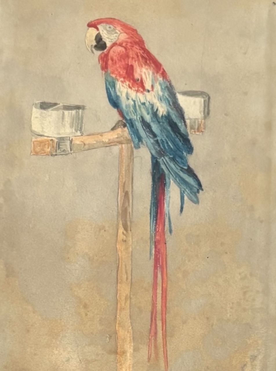 William Andrews Nesfield (1793–1881) “Mother Faux’s Macaw, Farnley Hall” photo for sale
