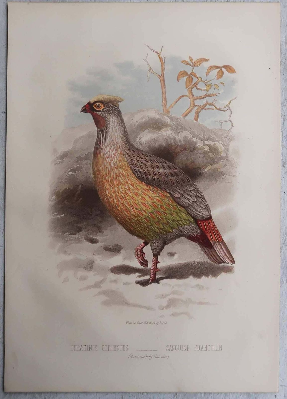 Set Of 4 Original Antique Prints Of Game Birds, C.1880. photo furniture