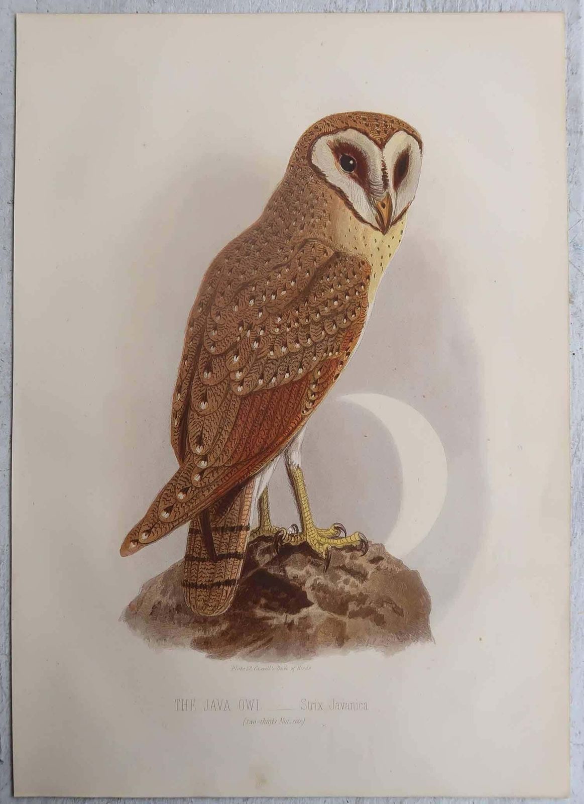 Set Of 4 Original Antique Prints Of Birds Of Prey, C.1880. photo for sale