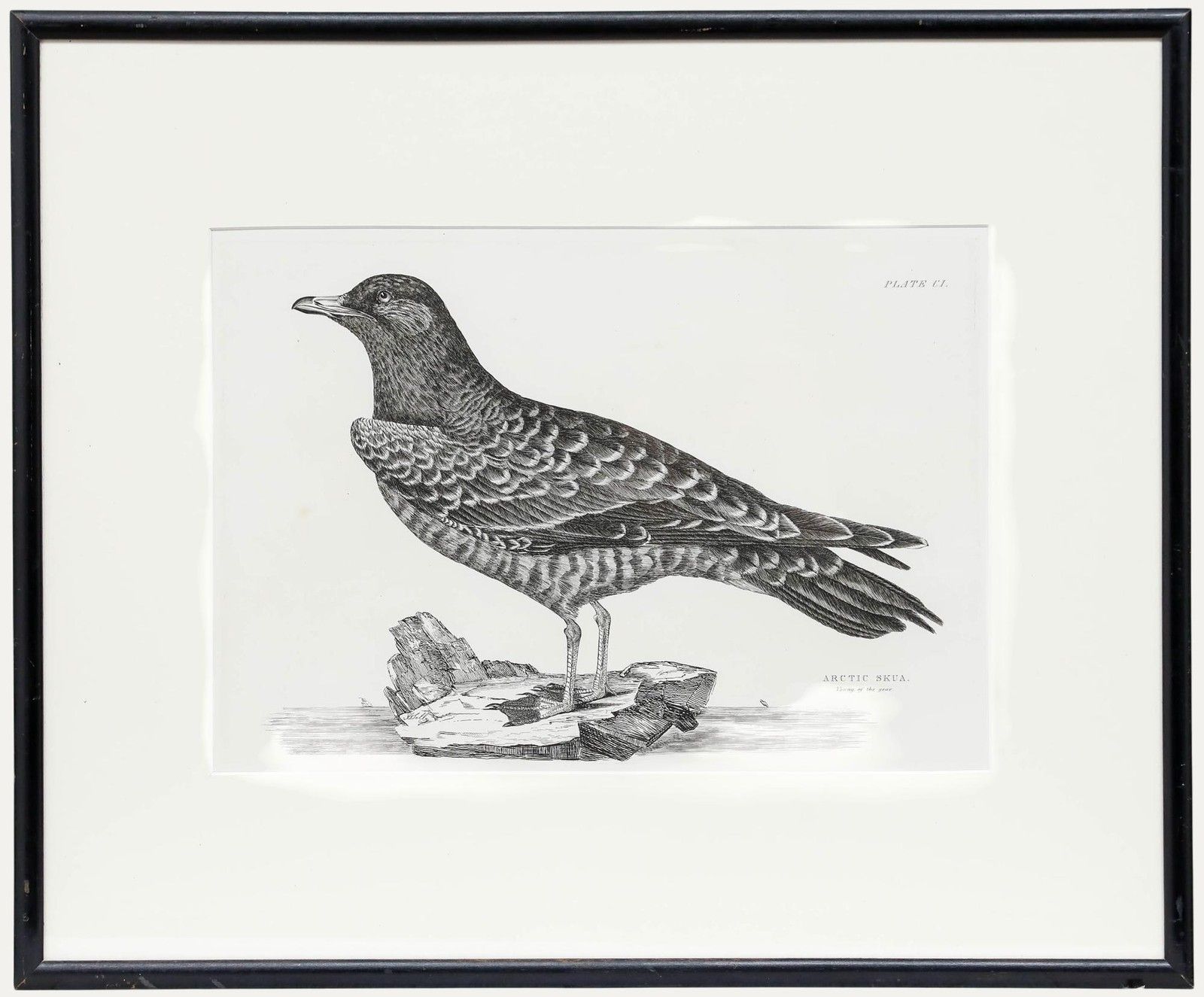 Prideaux John Selby (1788 1867) Early 20th Century Engraving, Arctic Skua